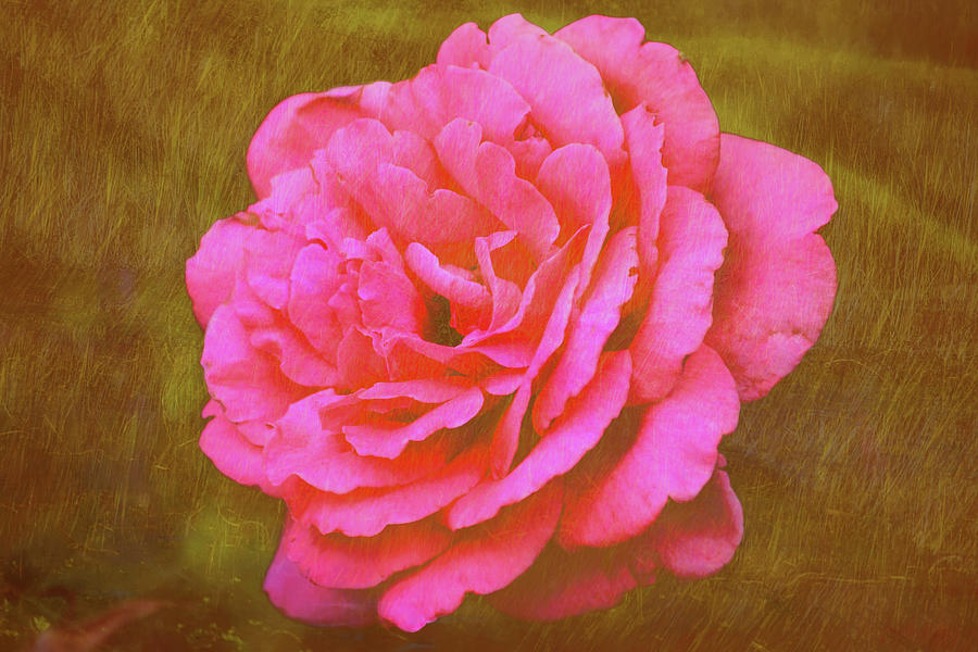 My Pink Rose Photograph