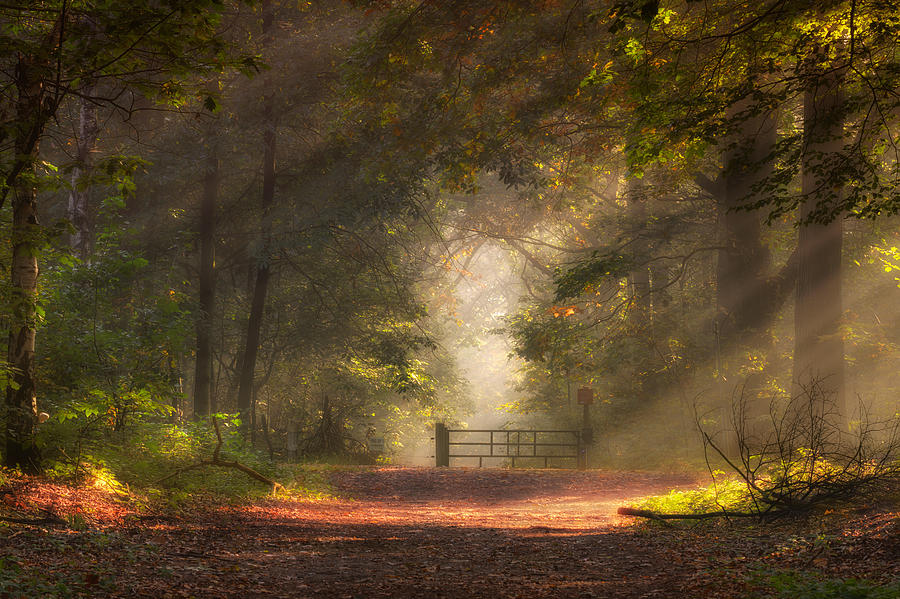 Fall Photograph - My Playground by Daan De Vos