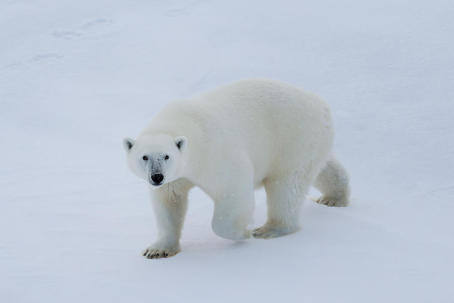 my Polar Bear Photograph by Vroniques