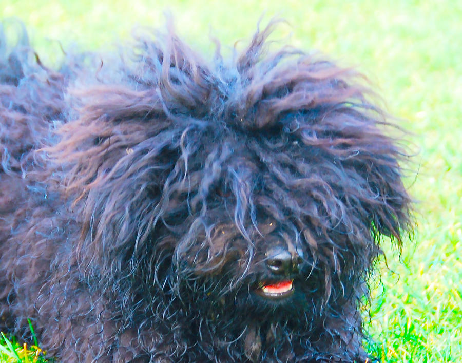 My Puli Dog by Dave Byrne My Puli Dog by Dave Byrne