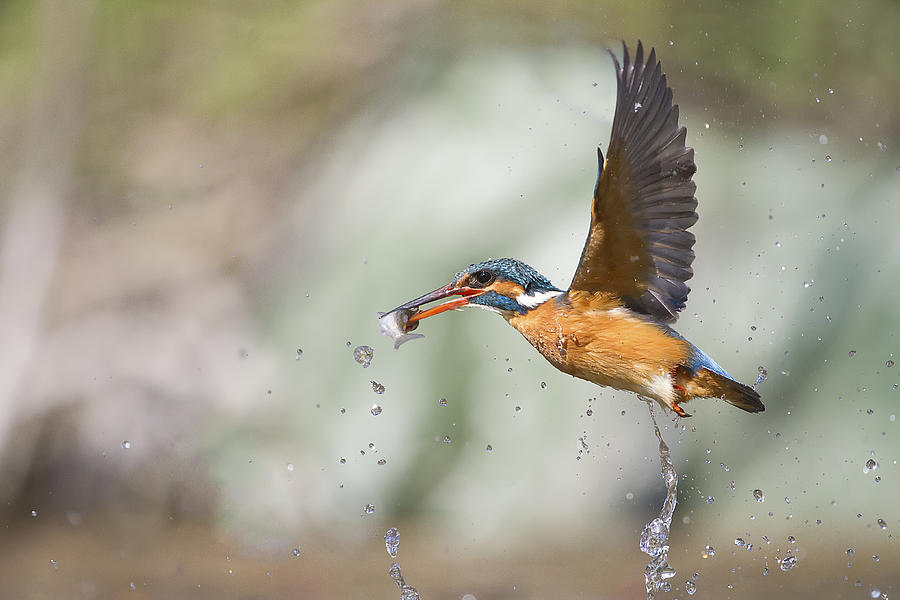Kingfisher Photograph - My Queen by Marco Redaelli