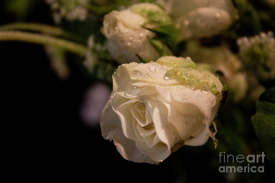 My Roses Photograph by Ivete Basso Photography