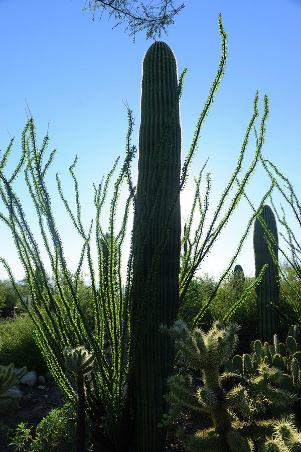 My Saguaro Shadow Photograph by Randy Abad - Fine Art America