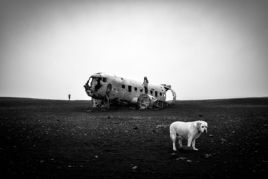 Dog Photograph - My Sightseeing by Eiji Itoyama