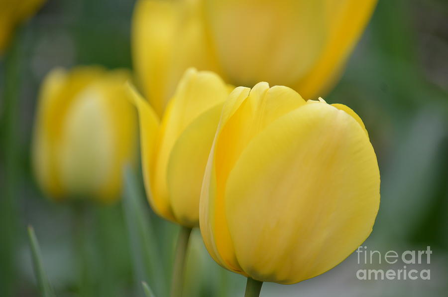 My Spring Tulips Photograph by Maria Urso