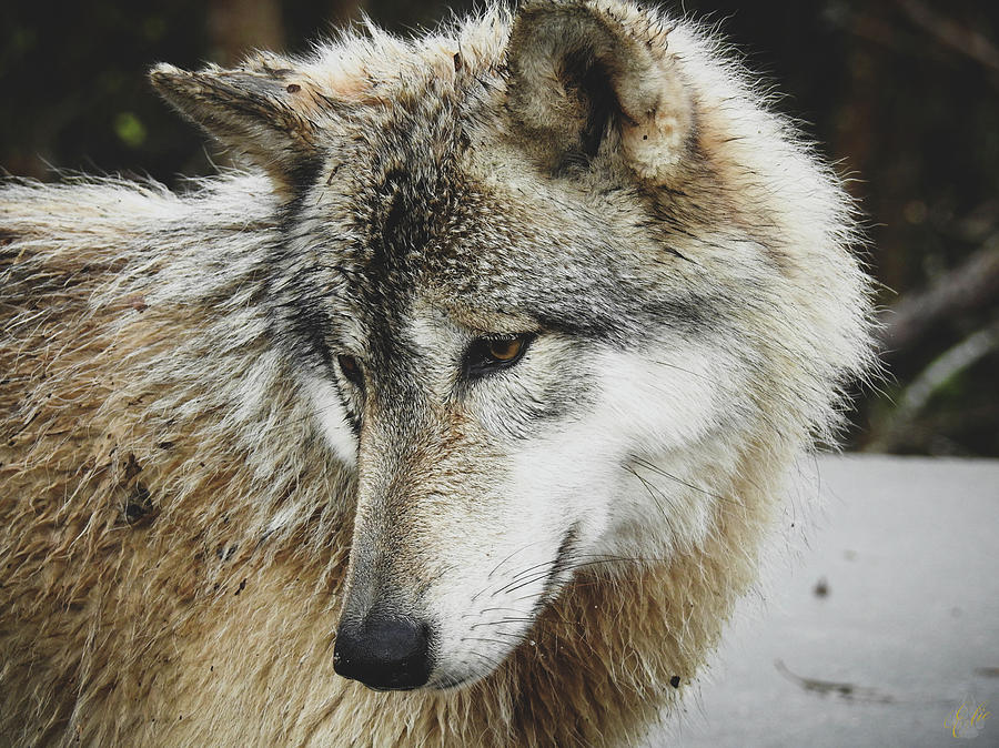 MY TOTEM MY TEACHER by Elie Wolf MY TOTEM MY TEACHER by Elie Wolf