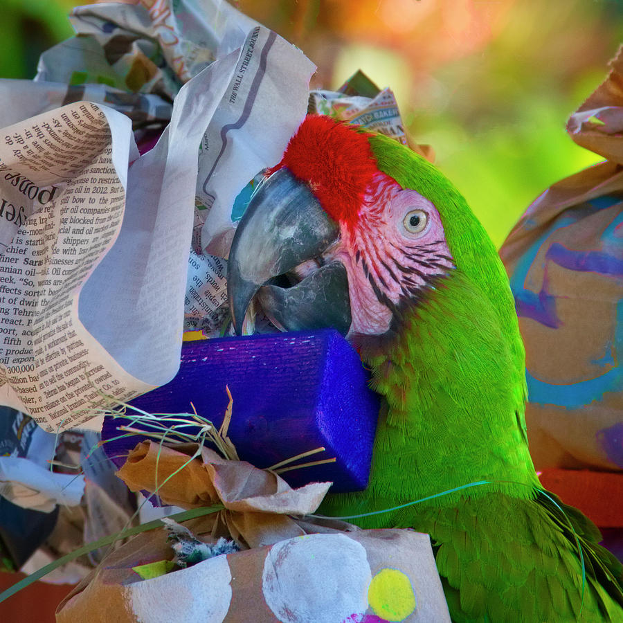 My Toys - Macaw at Play Photograph by Mitch Spence