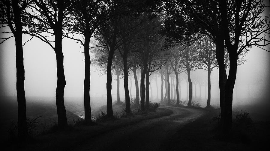 Tree Photograph - My Way Home by Jacob Tuinenga