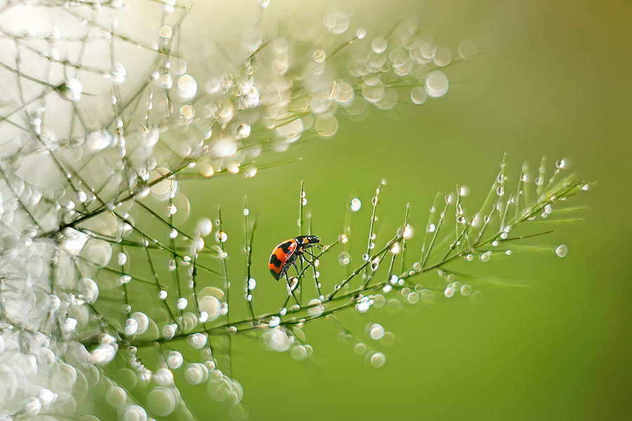 Ladybug Photograph - [my Way] by Latif Prihatmoko