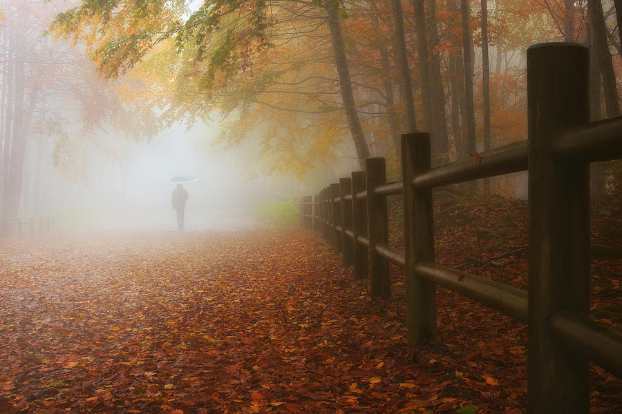 Autumn Photograph - My Way To Autumn by Paolo Lazzarotti