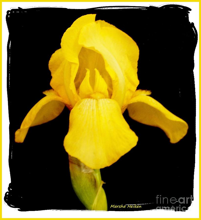 Iris Photograph - My Yellow Bird Iris by Marsha Heiken