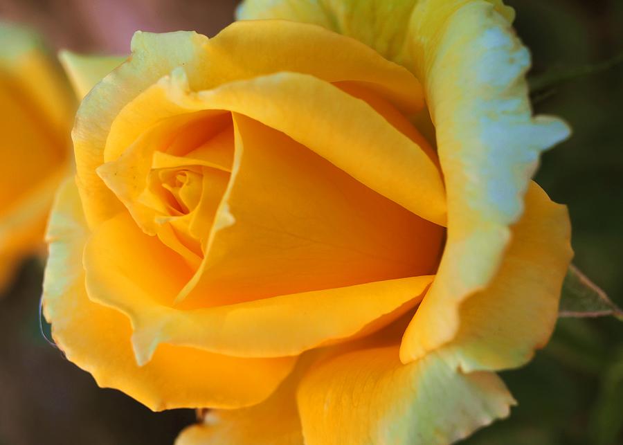 My Yellow Rose Photograph by Richard Thomas