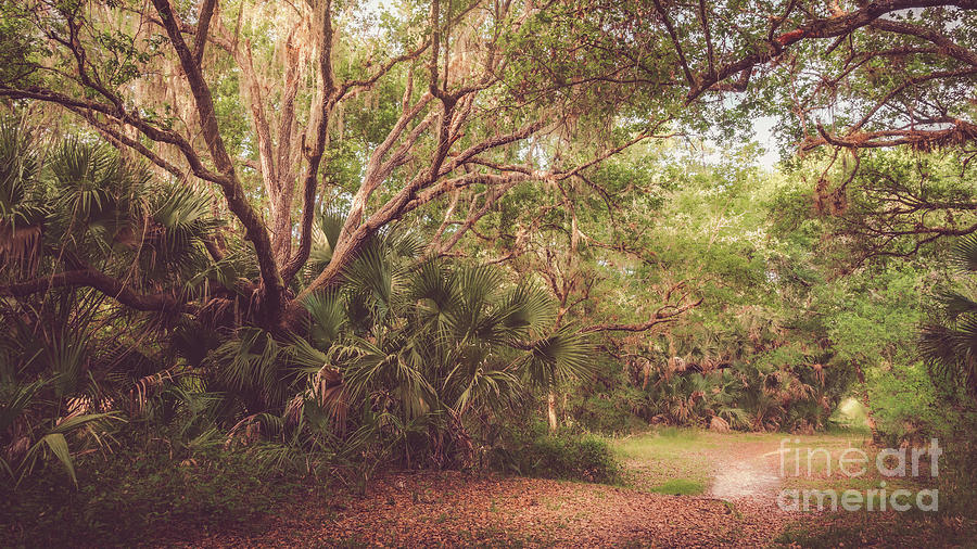 Myakkahatchee Creek Park, North Port, Florida Photograph by Liesl Walsh