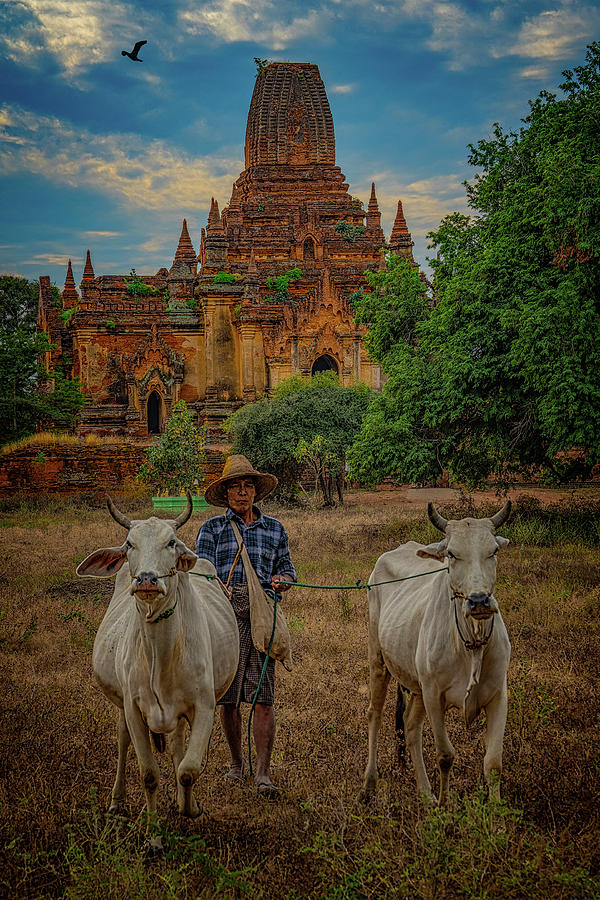Myanmar Farmer With Cows Photograph