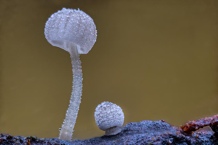Mushroom Photograph - Mycena Adscendens by Piet Haaksma
