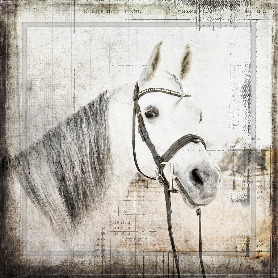 Horse Photograph - Myfarmmyway V6 6 by Lightboxjournal