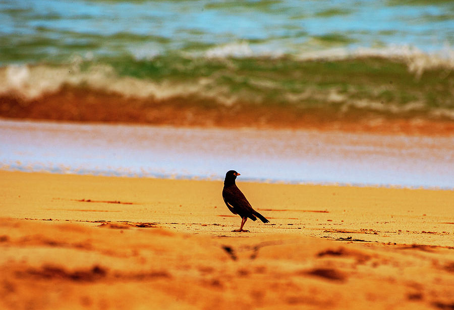 Myna Bird on the Beach Photograph by Anthony Jones