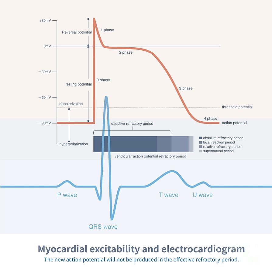 Cardiology Photograph - Myocardial Excitability And Electrocardiogram by Chongqing Tumi Technology Ltd/science Photo Library