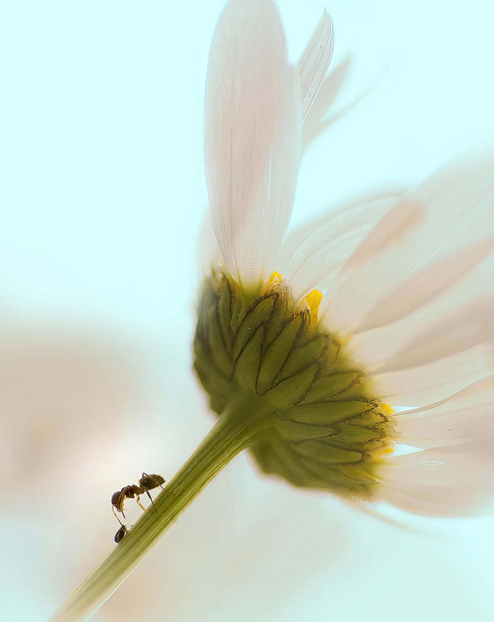 Flowers Still Life Photograph - Myran Och Lusen. by Ylva Sjgren
