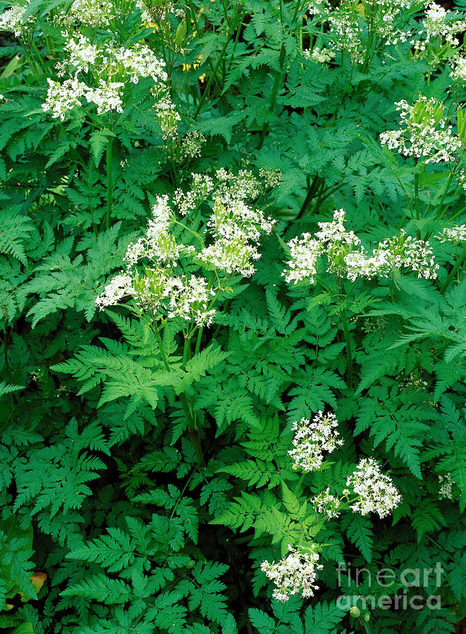 Myrrhis Odorata Photograph by Geoff Kidd/science Photo Library | Fine ...