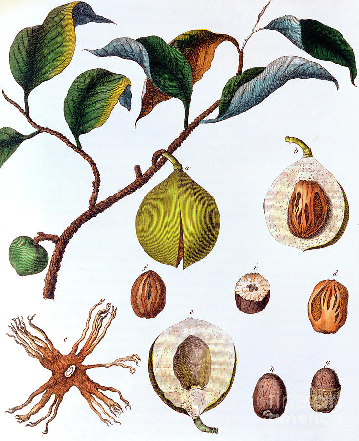 Myrsitica Fragrans - Nutmeg, C1798 Drawing by Print Collector