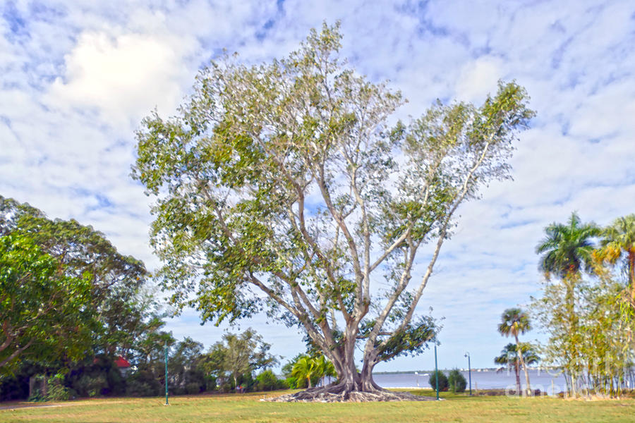 Mysore Fig Tree Photograph
