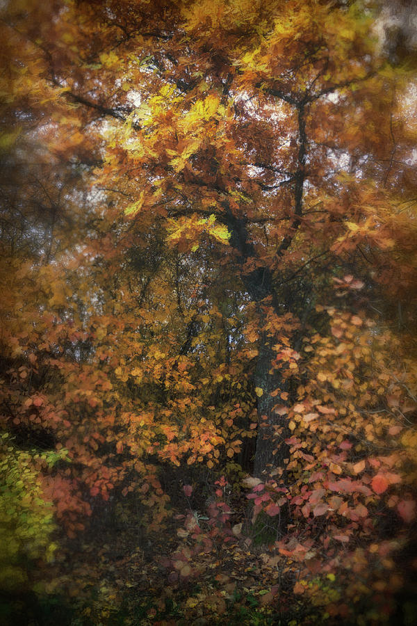 Fall Photograph - Mysterious Autumn Twilight by Margarita Buslaeva