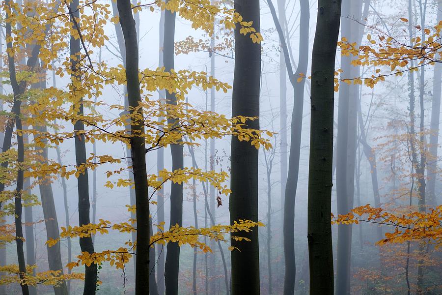 Tree Photograph - Mysterious Dark Beech Forest In Fog by Ivan Kmit