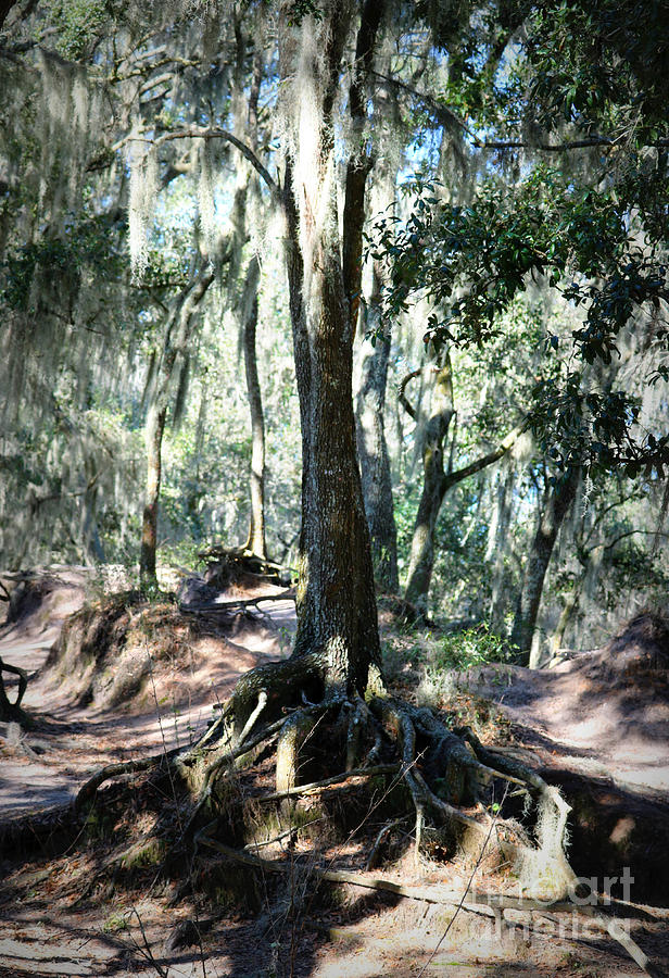 Mysterious Florida Landscape Photograph by Carol Groenen