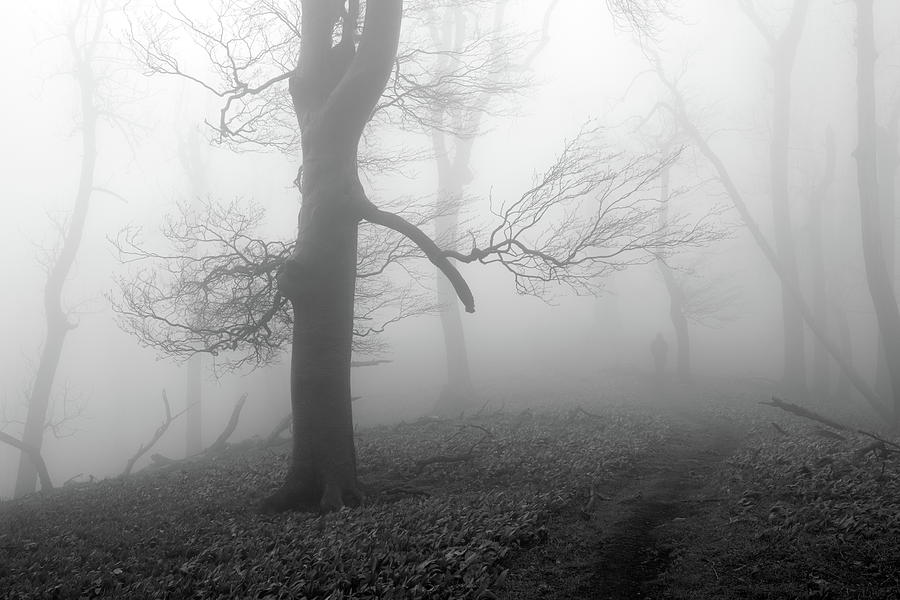 Mysterious forest by Ren Kuljovska Mysterious forest by Ren Kuljovska
