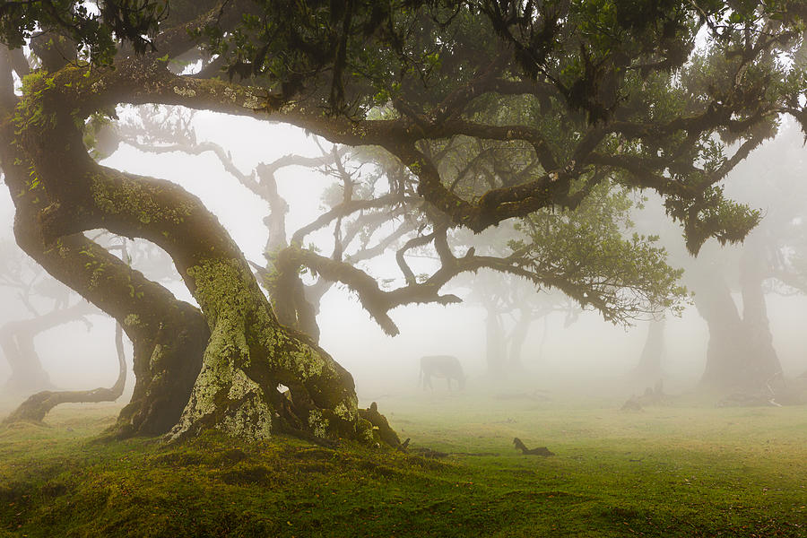 Mysterious Forest With A Cow Photograph by Rogaczewska