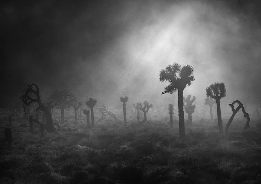 Tree Photograph - Mysterious Joshua Trees by Ruiqing P.