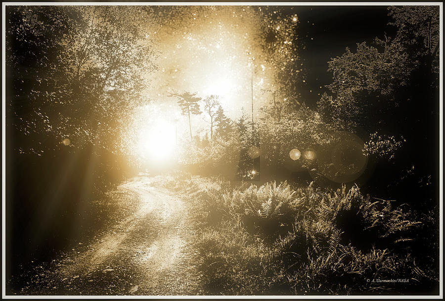 Mysterious Light, Back Road Through A Thicket, Starry Night Fant Digital Art by A Macarthur Gurmankin