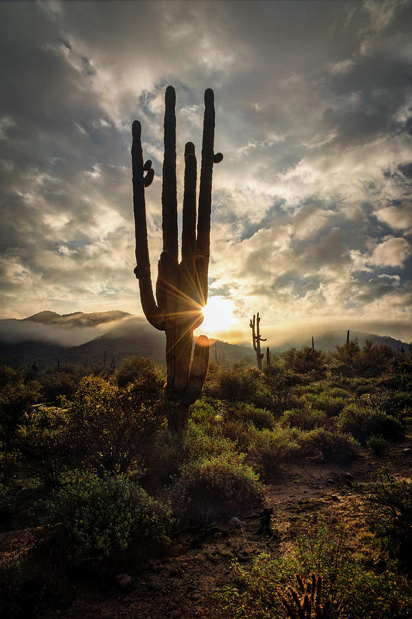 Mysterious Saguaro Sunrise  Photograph by Saija Lehtonen