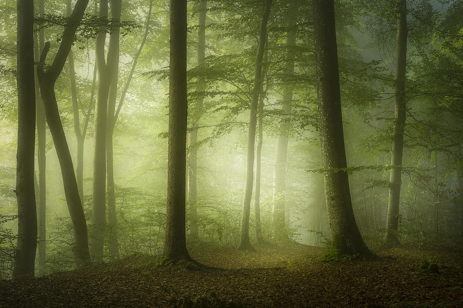 Mysterious Spring Morning Photograph by Norbert Maier