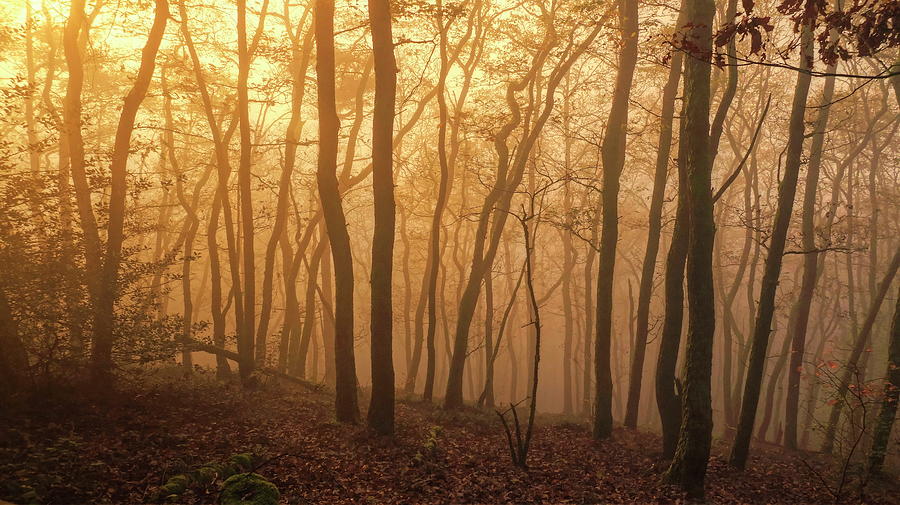 Mysterious Woods Digital Art by Hans-peter Merten