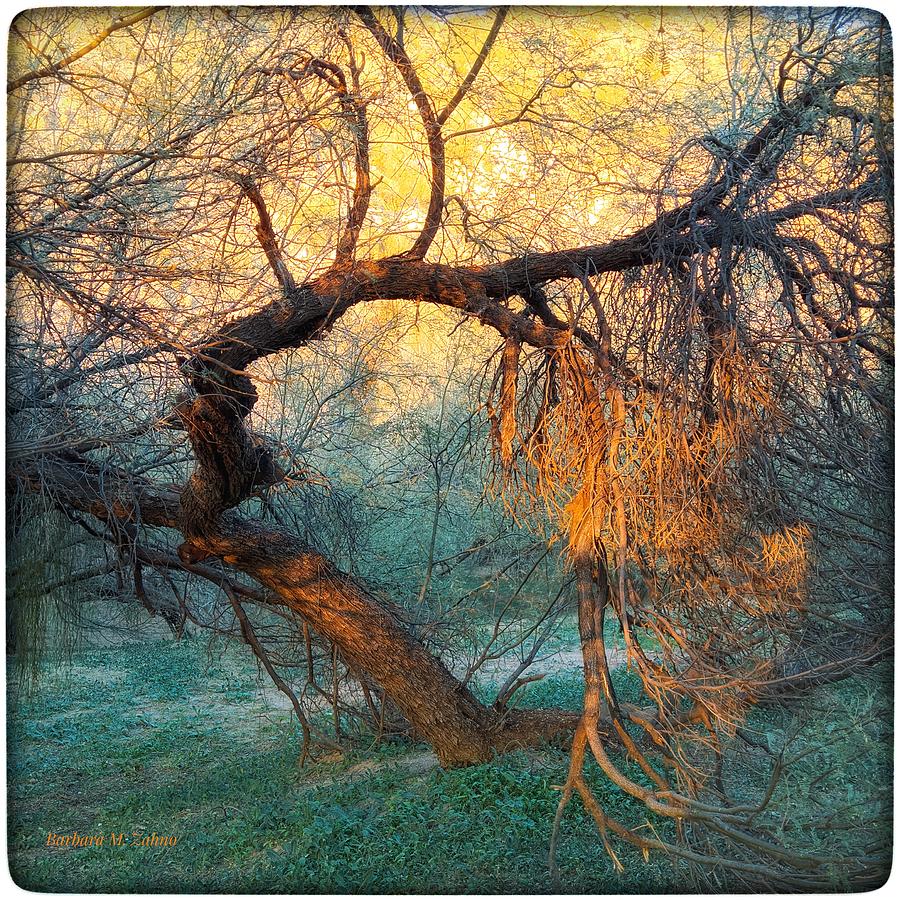 Mystery Forest at Golden Hour Photograph by Barbara Zahno