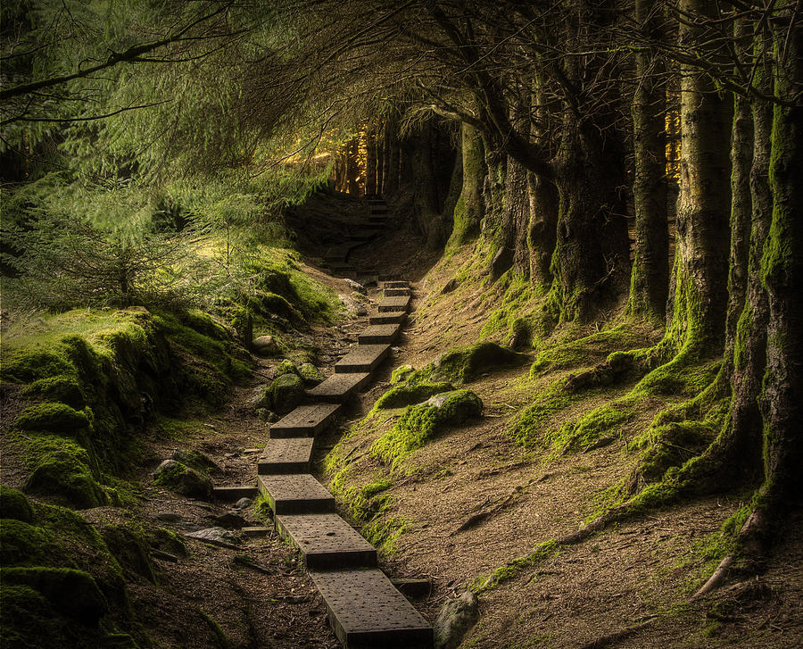 Mystery Path Photograph by Paul Forde