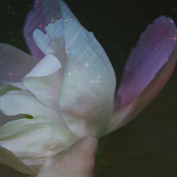 Mystic Flower Magic Photograph by The Art Of Marilyn Ridoutt-Greene