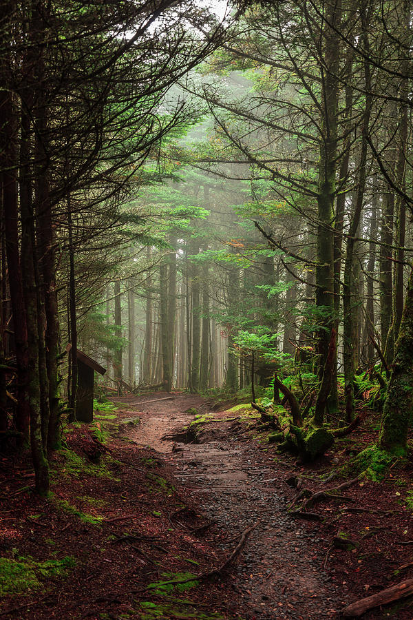Mystic Forest Photograph by Kelly Kennon