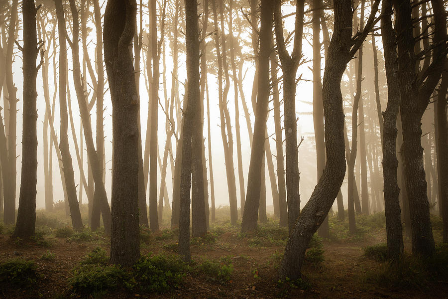Sunrise Forest Photograph by Scott Slone