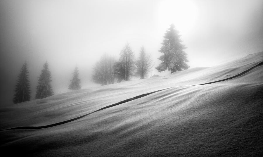 Black And White Photograph - Mystic Trees by Ales Krivec