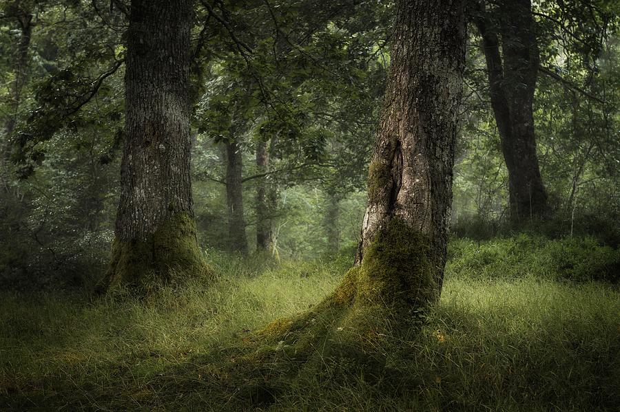 Tree Photograph - Mystic Woodland by Gavin Duncan