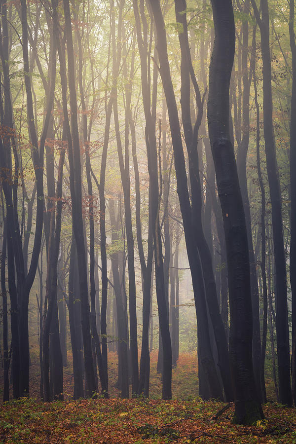 Mystic Woodland Photograph by Tobias Luxberg | Fine Art America