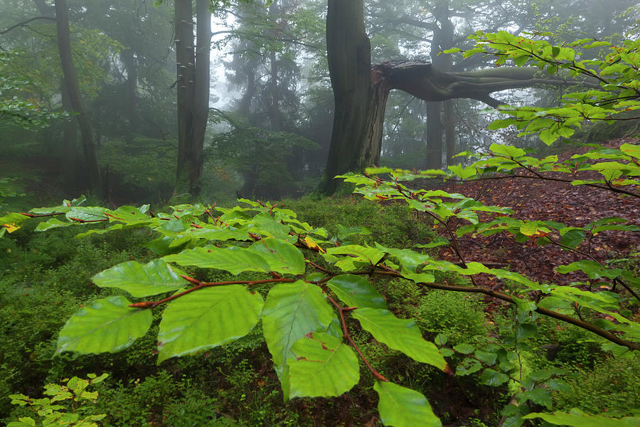Mystical Atmosphere In An Unspoilt Beech Forest With Fog In The Saxon Switzerland National Park And Leaves In The Foreground, Saxony, Germany Photograph by Tobias Richter