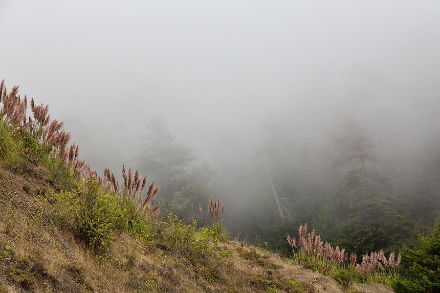 Mystical Big Sur Photograph by Penny Meyers