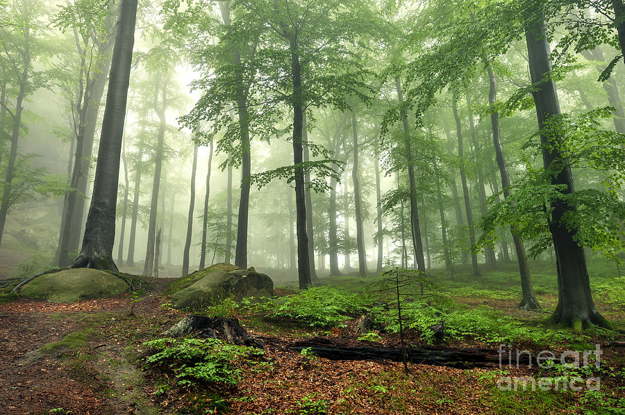 Mystical Foggy Forest On The Slope Photograph by Kritskiy-ua