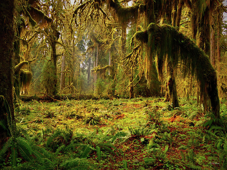 Olympic National Park Photograph - Mystical Forest by Leland D Howard