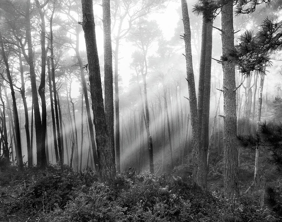 Tree Photograph - Mystical Forest, Monterey, California 81 by Monte Nagler