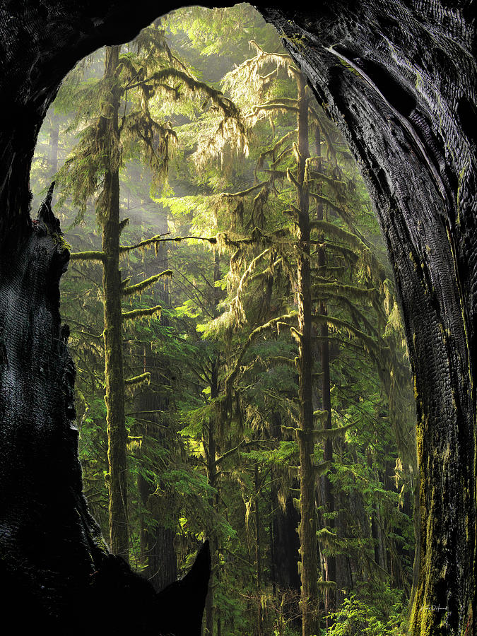 Redwood National Park Photograph - Mystical Forest Opening by Leland D Howard